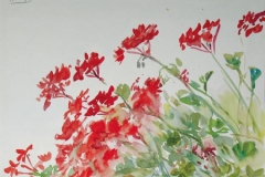 948, Geranien, Aquarell, 40 x 30 cm